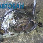 АКПП AF20 50-40LE на Opel Astra 1993 г. отгружена в г. Усть-Каменогорск через ТК КИТ (экспедиторская расписка № 1100121076)